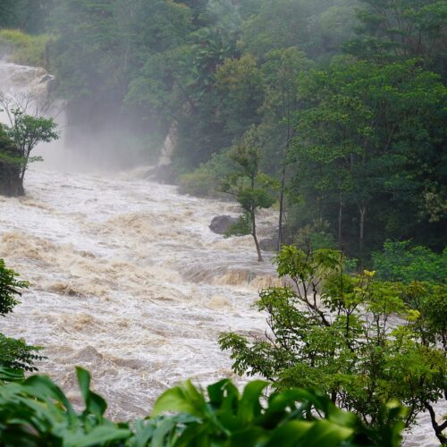 Image of river flood in the middle of the forest